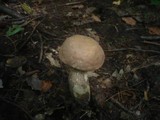 Leccinum duriusculum image
