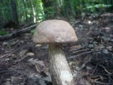 Leccinum duriusculum image