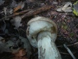 Leccinum duriusculum image