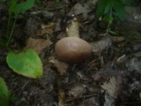Leccinum duriusculum image