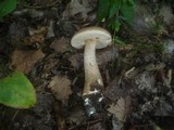 Leccinum duriusculum image