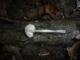 Pluteus cinereofuscus image