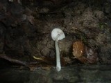 Pluteus cinereofuscus image