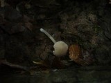 Pluteus cinereofuscus image