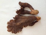 Gomphus clavatus image