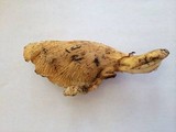 Cantharellus subalbidus image