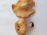 Hydnum oregonense image