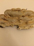 Fomitopsis cajanderi image