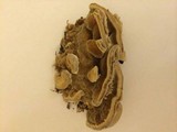 Fomitopsis cajanderi image