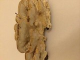 Fomitopsis cajanderi image