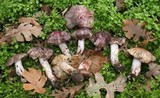 Inocybe adaequata image