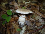Cortinarius torvus image