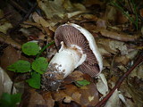 Cortinarius torvus image
