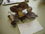 Cortinarius caerulescens image