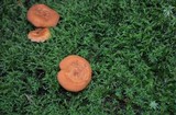 Lactarius peckii image