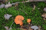 Lactarius peckii image