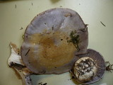 Cortinarius caerulescens image