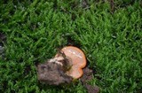 Lactarius peckii image