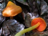 Humidicutis marginata var. marginata image