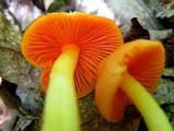 Humidicutis marginata var. marginata image