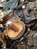 Lactarius corrugis image