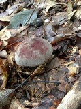 Lactarius corrugis image