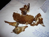 Cortinarius coerulescentium image