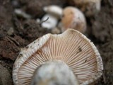 Hebeloma crustuliniforme image