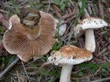 Hebeloma crustuliniforme image