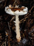 Lepiota magnispora image