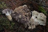 Ramaria coulterae image