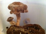 Lentinula edodes image