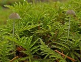 Mycena clavicularis image