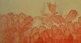 Mycena clavicularis image