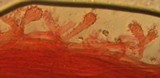 Mycena clavicularis image