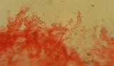Mycena clavicularis image