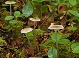 Mycena clavicularis image