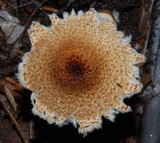 Lepiota magnispora image