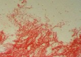 Mycena clavicularis image
