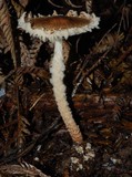 Lepiota magnispora image
