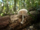 Pluteus semibulbosus image