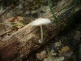 Pluteus semibulbosus image