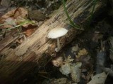 Pluteus semibulbosus image