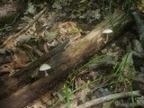 Pluteus semibulbosus image