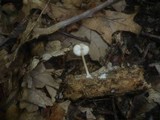 Pluteus semibulbosus image