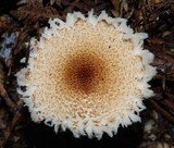 Lepiota magnispora image