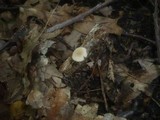 Pluteus semibulbosus image