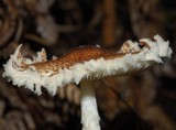 Lepiota magnispora image