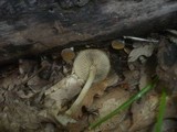 Simocybe sumptuosa image