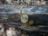 Simocybe sumptuosa image